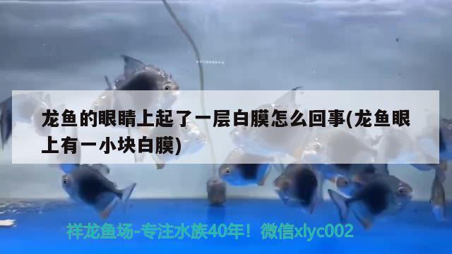 龍魚的眼睛上起了一層白膜怎么回事(龍魚眼上有一小塊白膜) 養(yǎng)魚知識(shí)