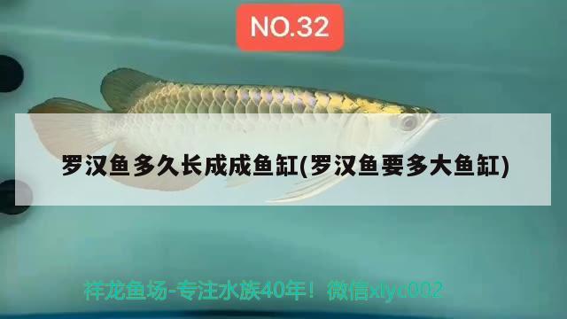 羅漢魚多久長成成魚缸(羅漢魚要多大魚缸)