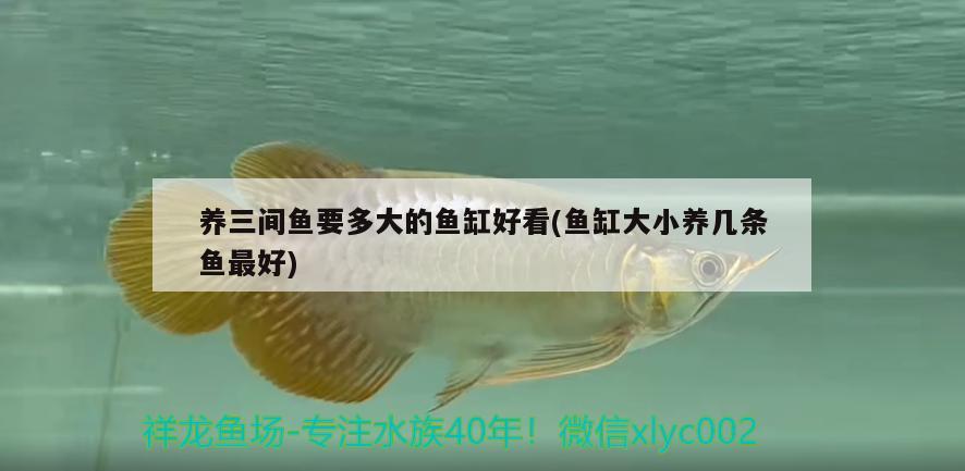 養(yǎng)三間魚要多大的魚缸好看(魚缸大小養(yǎng)幾條魚最好)