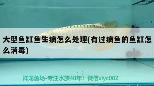 大型魚缸魚生病怎么處理(有過病魚的魚缸怎么消毒) 暹羅巨鯉