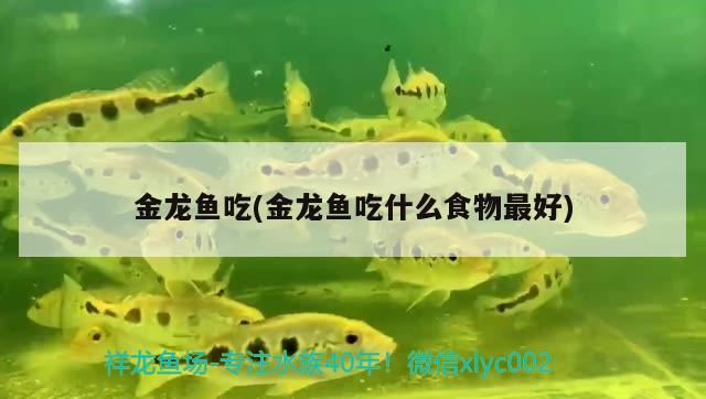 金龍魚吃(金龍魚吃什么食物最好) 球鯊魚