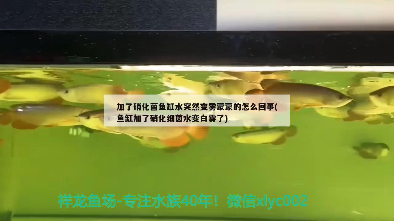 加了硝化菌魚缸水突然變霧蒙蒙的怎么回事(魚缸加了硝化細菌水變白霧了)