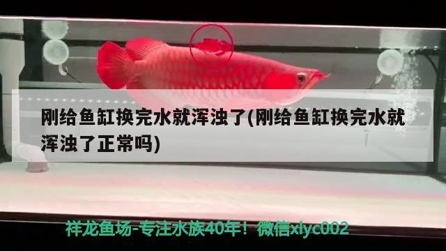 剛給魚缸換完水就渾濁了(剛給魚缸換完水就渾濁了正常嗎) 帝王迷宮魚 第2張