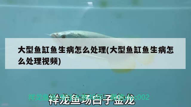 大型魚缸魚生病怎么處理(大型魚缸魚生病怎么處理視頻) 觀賞魚