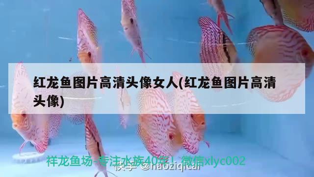 紅龍魚圖片高清頭像女人(紅龍魚圖片高清頭像) 金三間魚