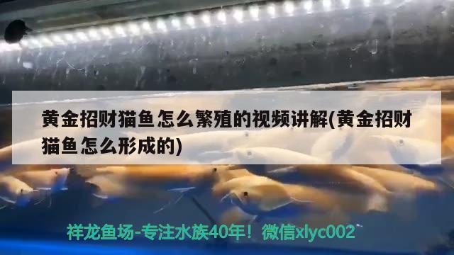 黃金招財(cái)貓魚(yú)怎么繁殖的視頻講解(黃金招財(cái)貓魚(yú)怎么形成的)