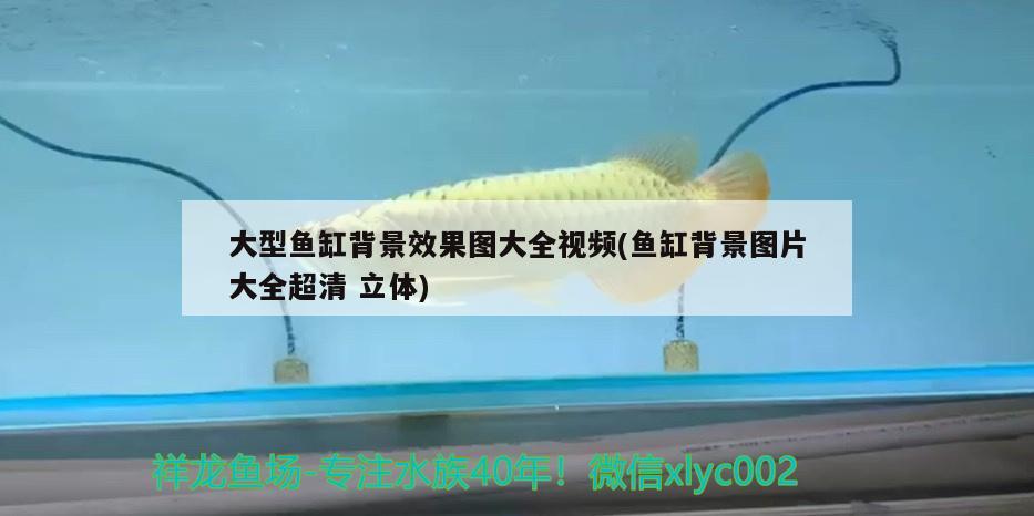 大型魚(yú)缸背景效果圖大全視頻(魚(yú)缸背景圖片大全超清立體)