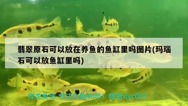 翡翠原石可以放在養(yǎng)魚的魚缸里嗎圖片(瑪瑙石可以放魚缸里嗎)