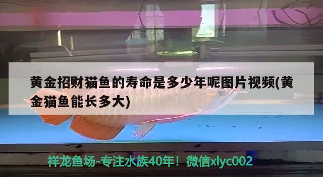 黃金招財(cái)貓魚的壽命是多少年呢圖片視頻(黃金貓魚能長多大) 黃金貓魚