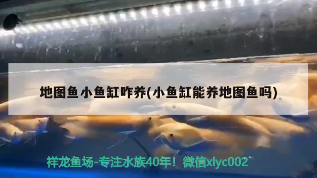 地圖魚小魚缸咋養(yǎng)(小魚缸能養(yǎng)地圖魚嗎)