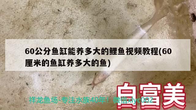 60公分魚缸能養(yǎng)多大的鯉魚視頻教程(60厘米的魚缸養(yǎng)多大的魚)