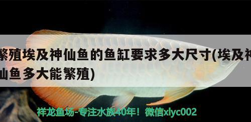 繁殖埃及神仙魚(yú)的魚(yú)缸要求多大尺寸(埃及神仙魚(yú)多大能繁殖) 埃及神仙魚(yú)