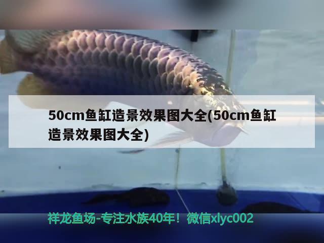 50cm魚缸造景效果圖大全(50cm魚缸造景效果圖大全) 觀賞魚市場（混養(yǎng)魚）