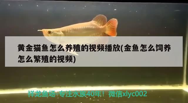 黃金貓魚怎么養(yǎng)殖的視頻播放(金魚怎么飼養(yǎng)怎么繁殖的視頻)