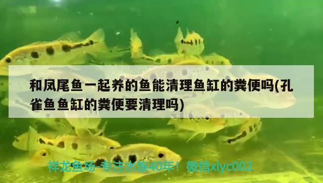 和鳳尾魚一起養(yǎng)的魚能清理魚缸的糞便嗎(孔雀魚魚缸的糞便要清理嗎)