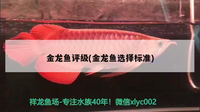 金龍魚評級(金龍魚選擇標(biāo)準(zhǔn)) 祥龍超血紅龍魚 第2張