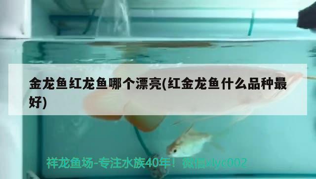 金龍魚(yú)紅龍魚(yú)哪個(gè)漂亮(紅金龍魚(yú)什么品種最好)