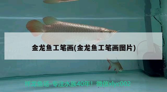 金龍魚(yú)工筆畫(huà)(金龍魚(yú)工筆畫(huà)圖片)