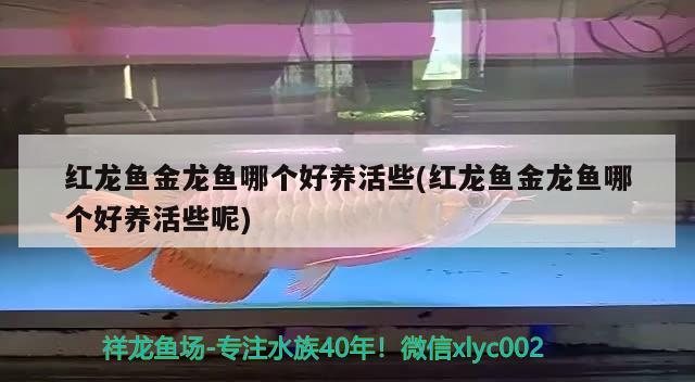 紅龍魚金龍魚哪個(gè)好養(yǎng)活些(紅龍魚金龍魚哪個(gè)好養(yǎng)活些呢) 白子紅龍魚