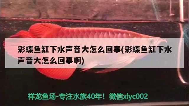 彩蝶魚缸下水聲音大怎么回事(彩蝶魚缸下水聲音大怎么回事啊)