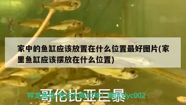 家中的魚缸應(yīng)該放置在什么位置最好圖片(家里魚缸應(yīng)該擺放在什么位置) 朱巴利魚