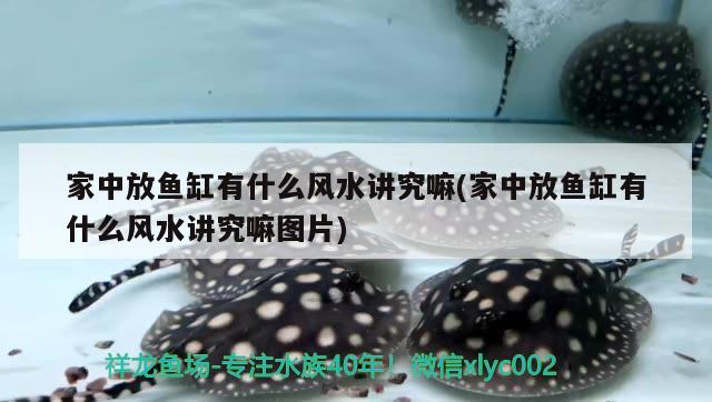 家中放魚缸有什么風(fēng)水講究嘛(家中放魚缸有什么風(fēng)水講究嘛圖片)