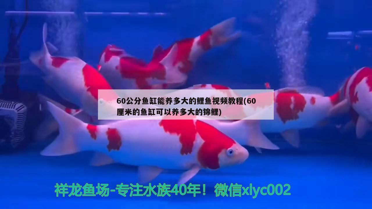 60公分魚(yú)缸能養(yǎng)多大的鯉魚(yú)視頻教程(60厘米的魚(yú)缸可以養(yǎng)多大的錦鯉)