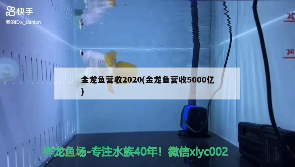 金龍魚營收2020(金龍魚營收5000億)