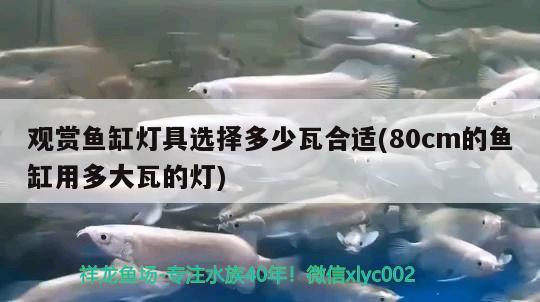 觀賞魚缸燈具選擇多少瓦合適(80cm的魚缸用多大瓦的燈)