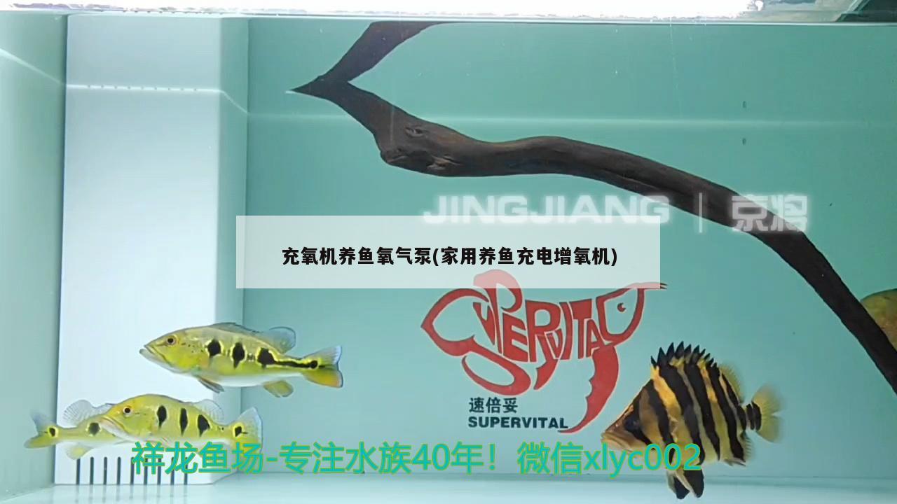 充氧機(jī)養(yǎng)魚氧氣泵(家用養(yǎng)魚充電增氧機(jī))