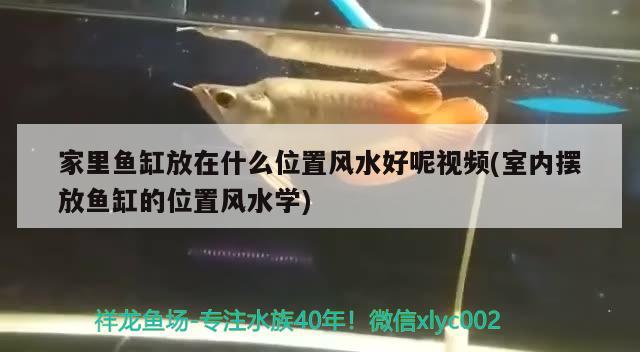 家里魚缸放在什么位置風(fēng)水好呢視頻(室內(nèi)擺放魚缸的位置風(fēng)水學(xué)) 魚缸風(fēng)水