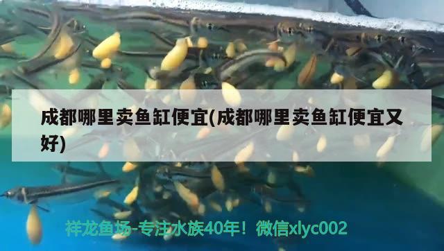 成都哪里賣魚缸便宜(成都哪里賣魚缸便宜又好) 斯維尼關刀魚