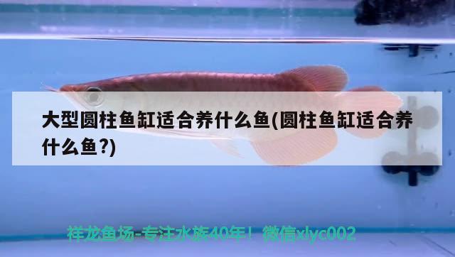 大型圓柱魚缸適合養(yǎng)什么魚(圓柱魚缸適合養(yǎng)什么魚?) 哥倫比亞巨暴魚苗