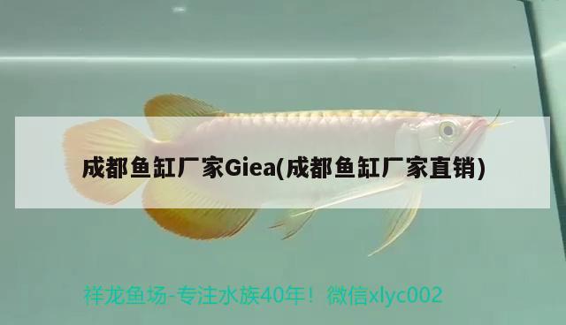 成都魚缸廠家Giea(成都魚缸廠家直銷) 紅白錦鯉魚