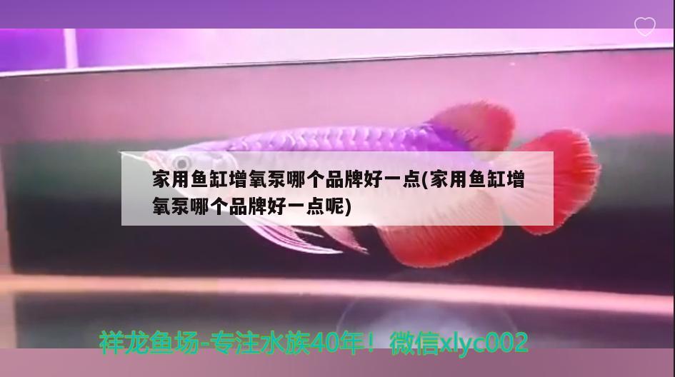 家用魚缸增氧泵哪個品牌好一點(家用魚缸增氧泵哪個品牌好一點呢) 斑馬鴨嘴魚苗