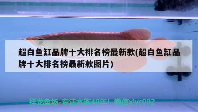 超白魚缸品牌十大排名榜最新款(超白魚缸品牌十大排名榜最新款圖片)