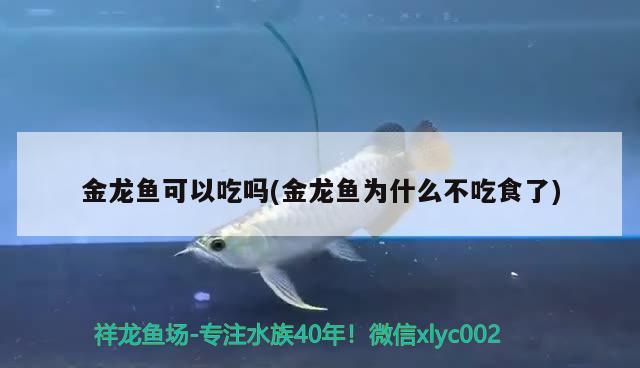 金龍魚可以吃嗎(金龍魚為什么不吃食了) 廣州祥龍國際水族貿易