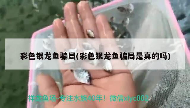 彩色銀龍魚騙局(彩色銀龍魚騙局是真的嗎)