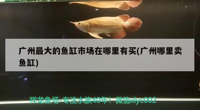 廣州最大的魚缸市場在哪里有買(廣州哪里賣魚缸) 觀賞龜/鱉飼料