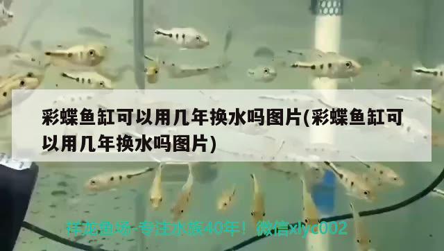 彩蝶魚缸可以用幾年換水嗎圖片(彩蝶魚缸可以用幾年換水嗎圖片)