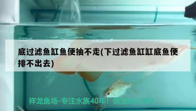 底過濾魚缸魚便抽不走(下過濾魚缸缸底魚便排不出去)