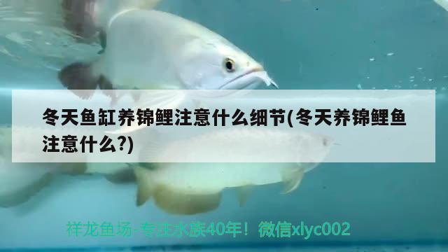 冬天魚缸養(yǎng)錦鯉注意什么細節(jié)(冬天養(yǎng)錦鯉魚注意什么?)