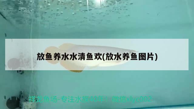 放魚(yú)養(yǎng)水水清魚(yú)歡(放水養(yǎng)魚(yú)圖片) 白化巴西龜（白巴）