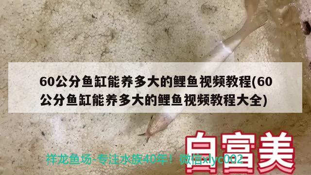 60公分魚缸能養(yǎng)多大的鯉魚視頻教程(60公分魚缸能養(yǎng)多大的鯉魚視頻教程大全) 祥龍金禾金龍魚 第2張