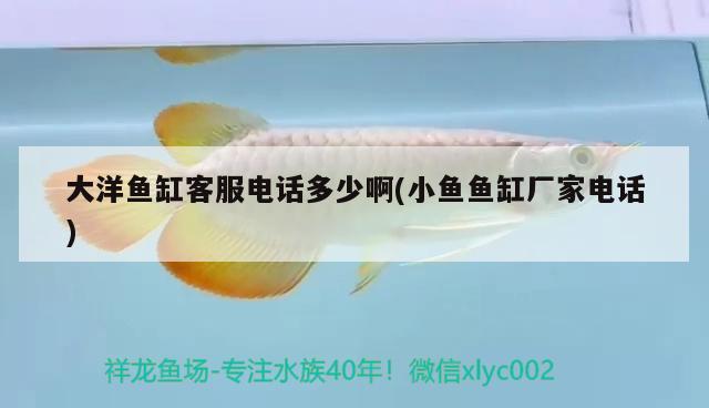 大洋魚缸客服電話多少啊(小魚魚缸廠家電話) 飛鳳魚苗