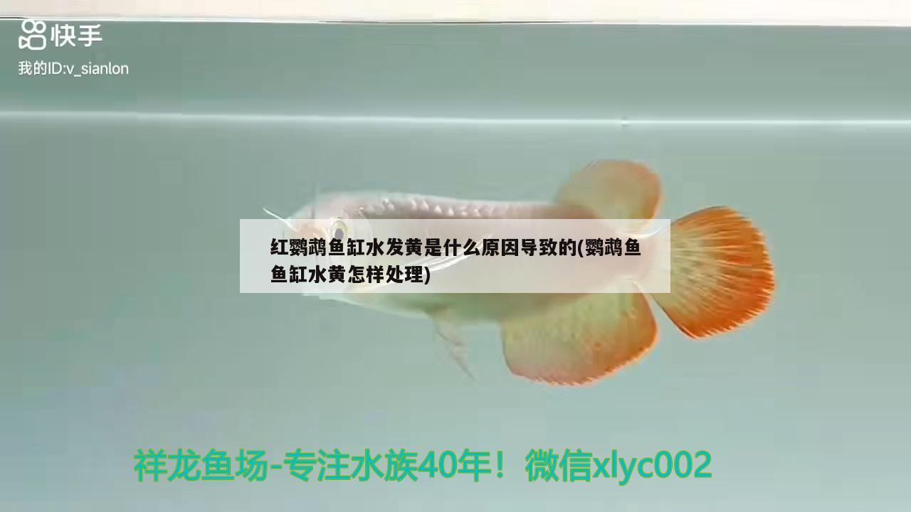 紅鸚鵡魚缸水發(fā)黃是什么原因?qū)е碌?鸚鵡魚魚缸水黃怎樣處理)