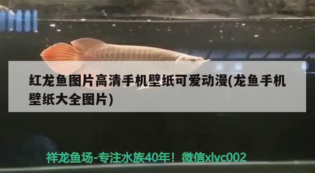 紅龍魚圖片高清手機壁紙可愛動漫(龍魚手機壁紙大全圖片) 印尼虎苗