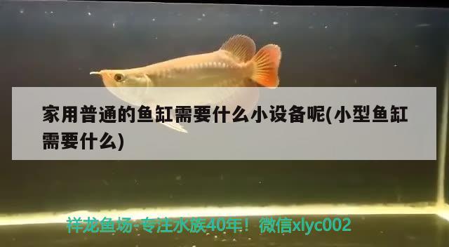 家用普通的魚缸需要什么小設(shè)備呢(小型魚缸需要什么)