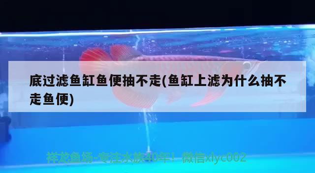 底過濾魚缸魚便抽不走(魚缸上濾為什么抽不走魚便)