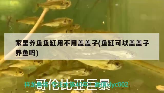 家里養(yǎng)魚(yú)魚(yú)缸用不用蓋蓋子(魚(yú)缸可以蓋蓋子養(yǎng)魚(yú)嗎)